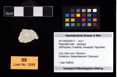 Foto (Objekt + Etikett) von Paguridae indet.  (NHMW-GEO-2017-0093-0017)